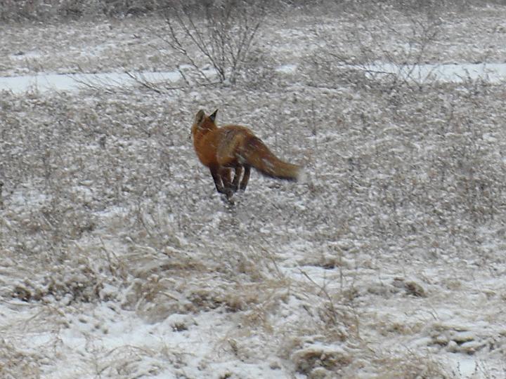 Christmas Fox 2007 004.JPG